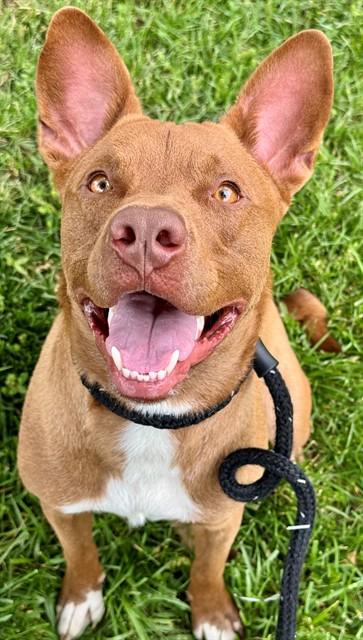 Enlarge SCRAPPY, a Adoptable mixed breed in Olivette, MO image 1/1
