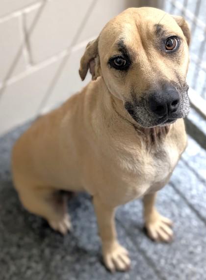 Enlarge Havana, a Adoptable Mixed Breed in Buchanan Dam, TX image 1/1