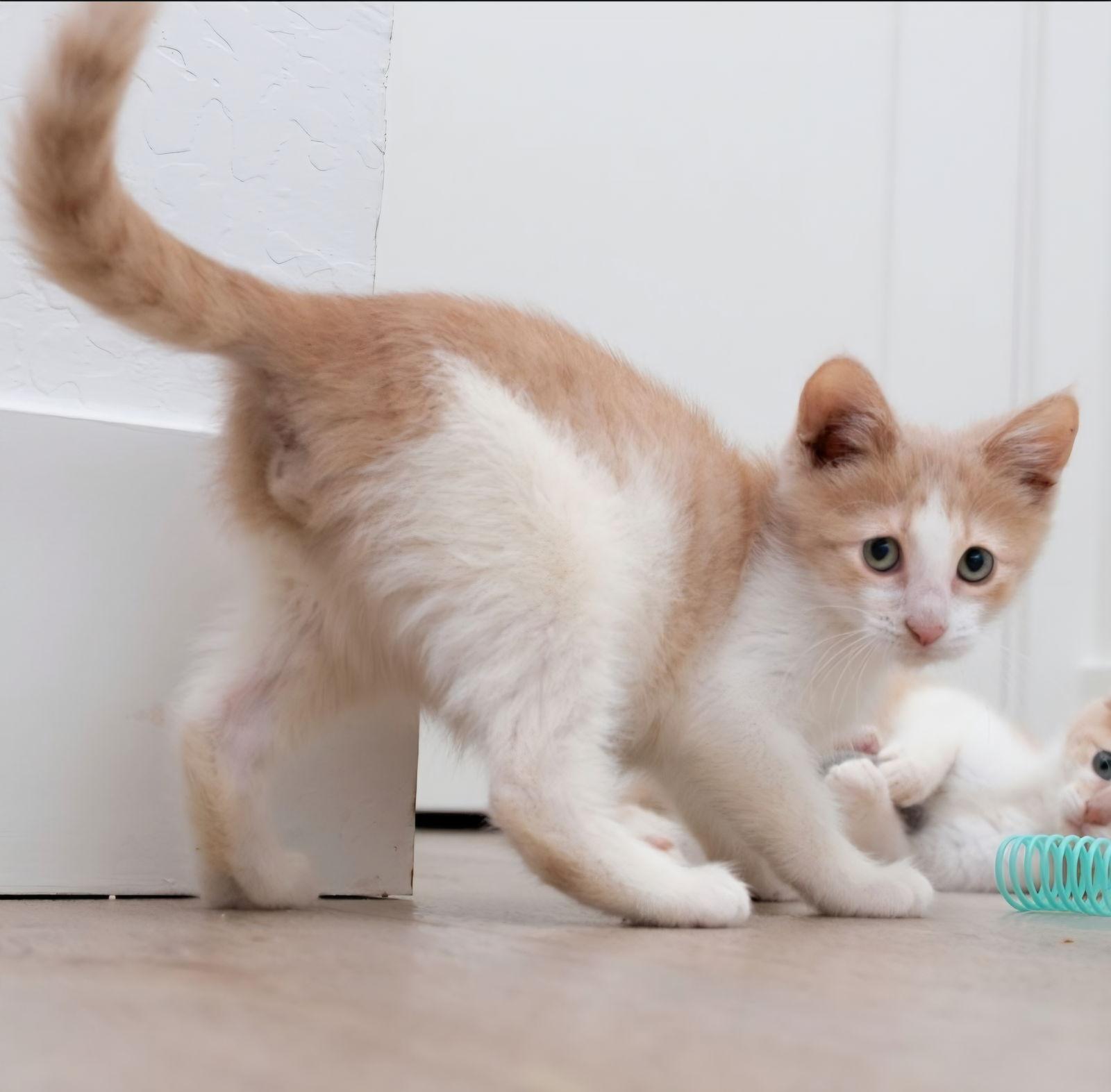 Bing, Adoptable, Kitten Male Tabby & Domestic Short Hair.