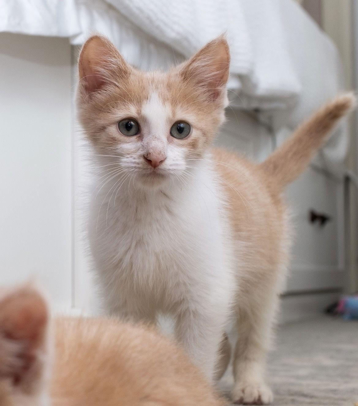 Enlarge Bing, a Adoptable mixed breed in Campbell, CA image 2/3