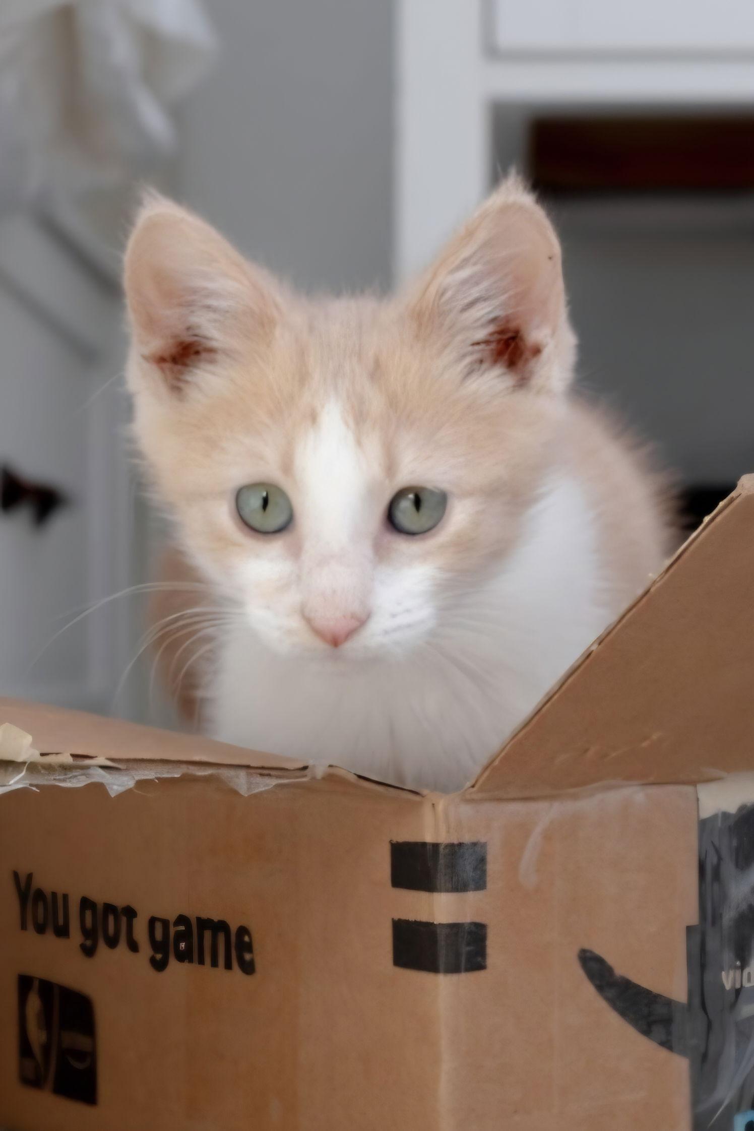 Enlarge Bing, a Adoptable mixed breed in Campbell, CA image 3/3