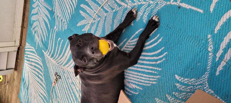 Enlarge Bunny - Momma, a Adoptable mixed breed in Wyoming, MI image 1/3