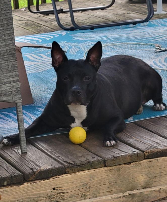 Enlarge Bunny - Momma, a Adoptable mixed breed in Wyoming, MI image 2/3
