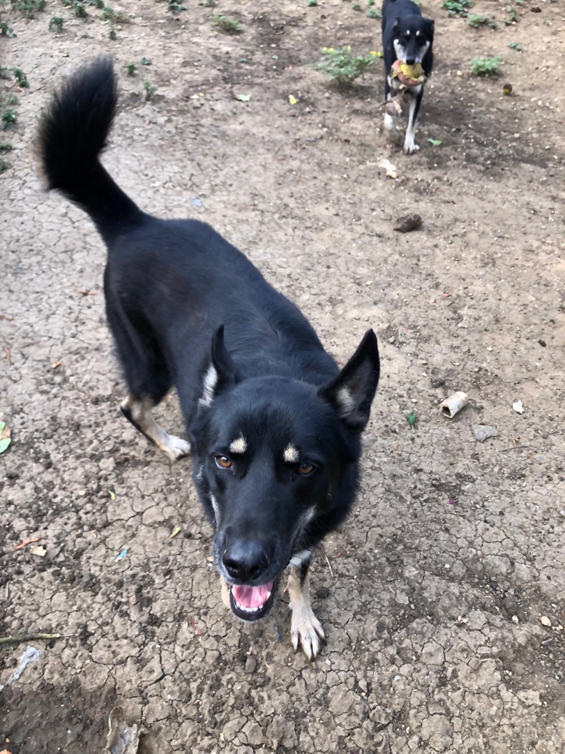 Jake, a Adoptable German Shepherd Dog in Haslet, TX image 1/4