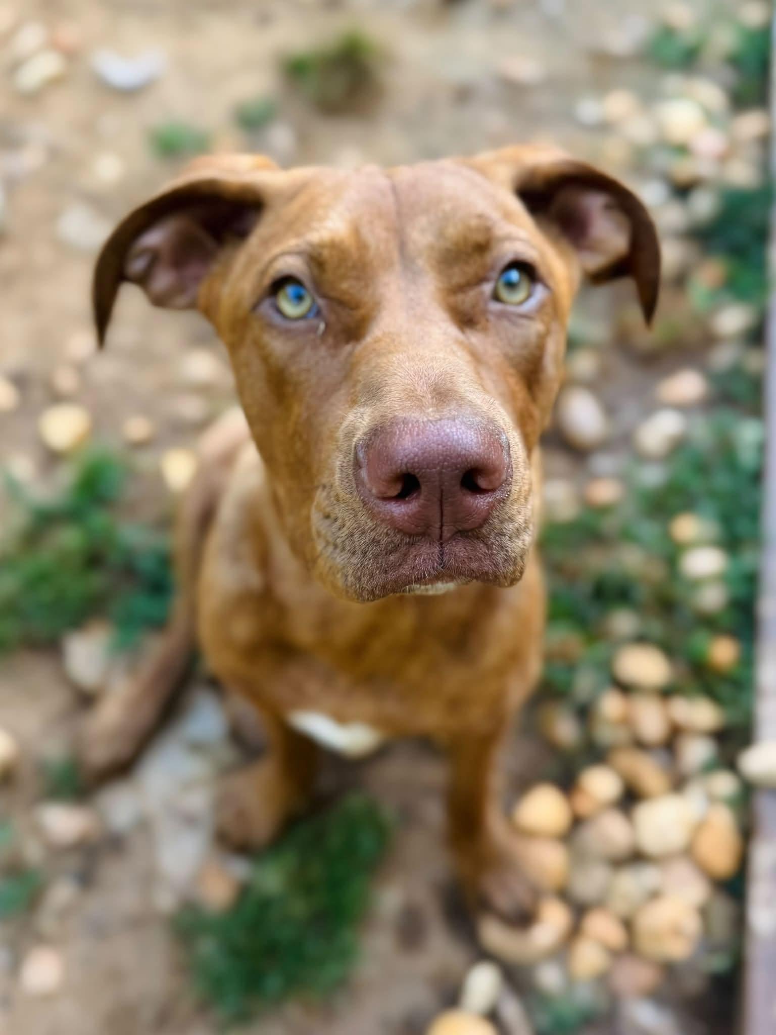 Poppy, a ADOPTABLE Mixed Breed in Jarrettsville, MD image 3/5