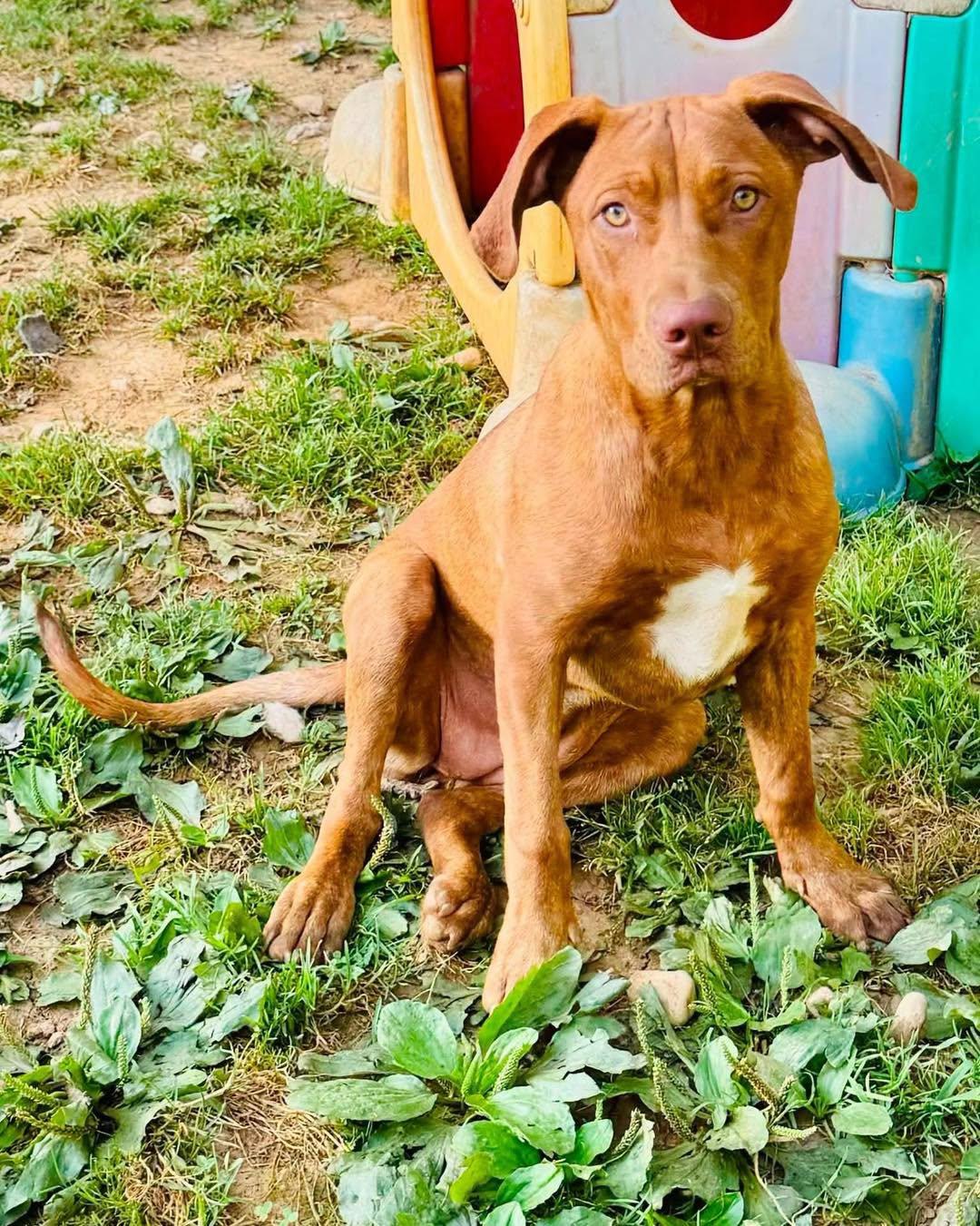 Poppy, a ADOPTABLE Mixed Breed in Jarrettsville, MD image 2/5