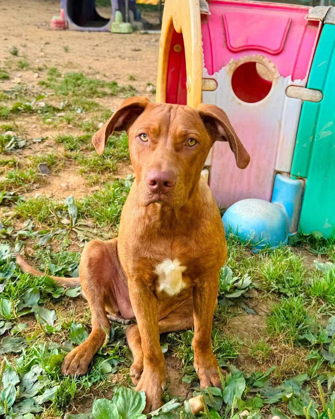 Poppy, a ADOPTABLE Mixed Breed in Jarrettsville, MD image 4/5