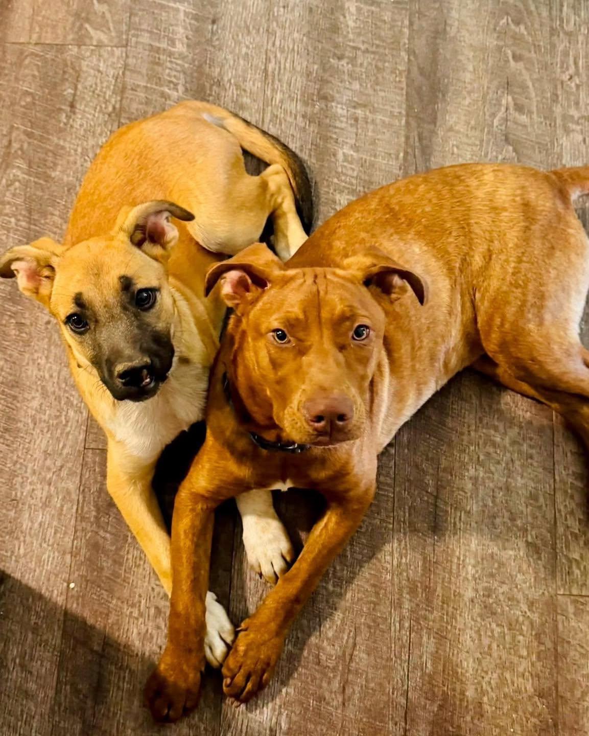 Poppy, a ADOPTABLE Mixed Breed in Jarrettsville, MD image 5/5