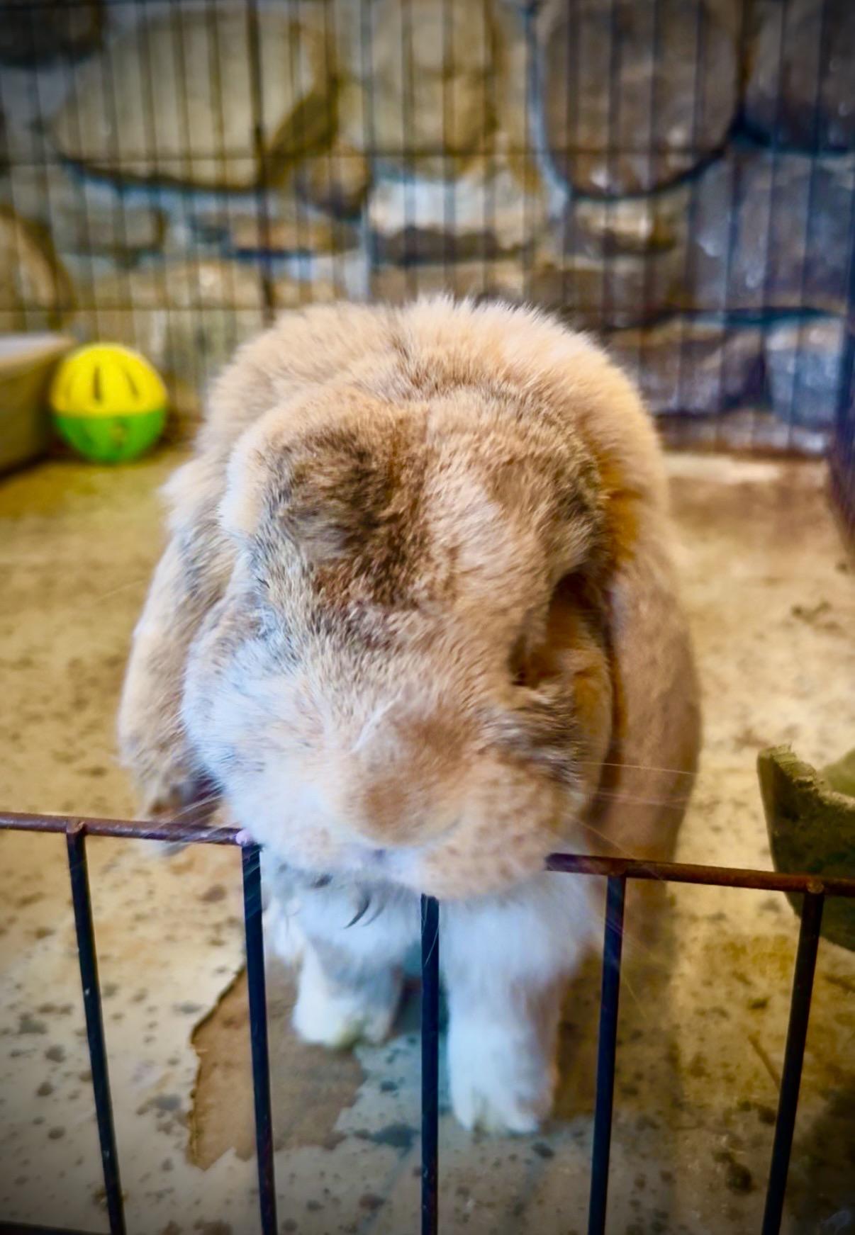 Stuffy, ADOPTABLE, Senior Male Holland Lop.