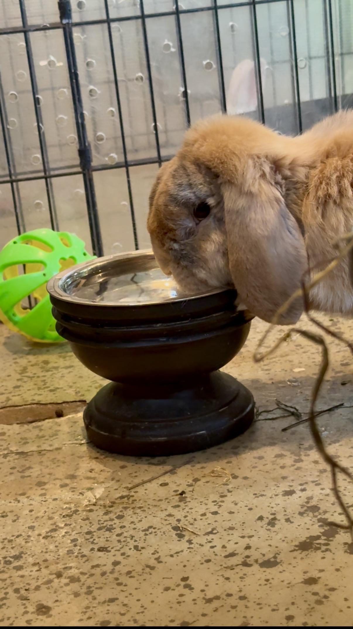 Stuffy, a ADOPTABLE Holland Lop in Salisbury Mills, NY image 2/3