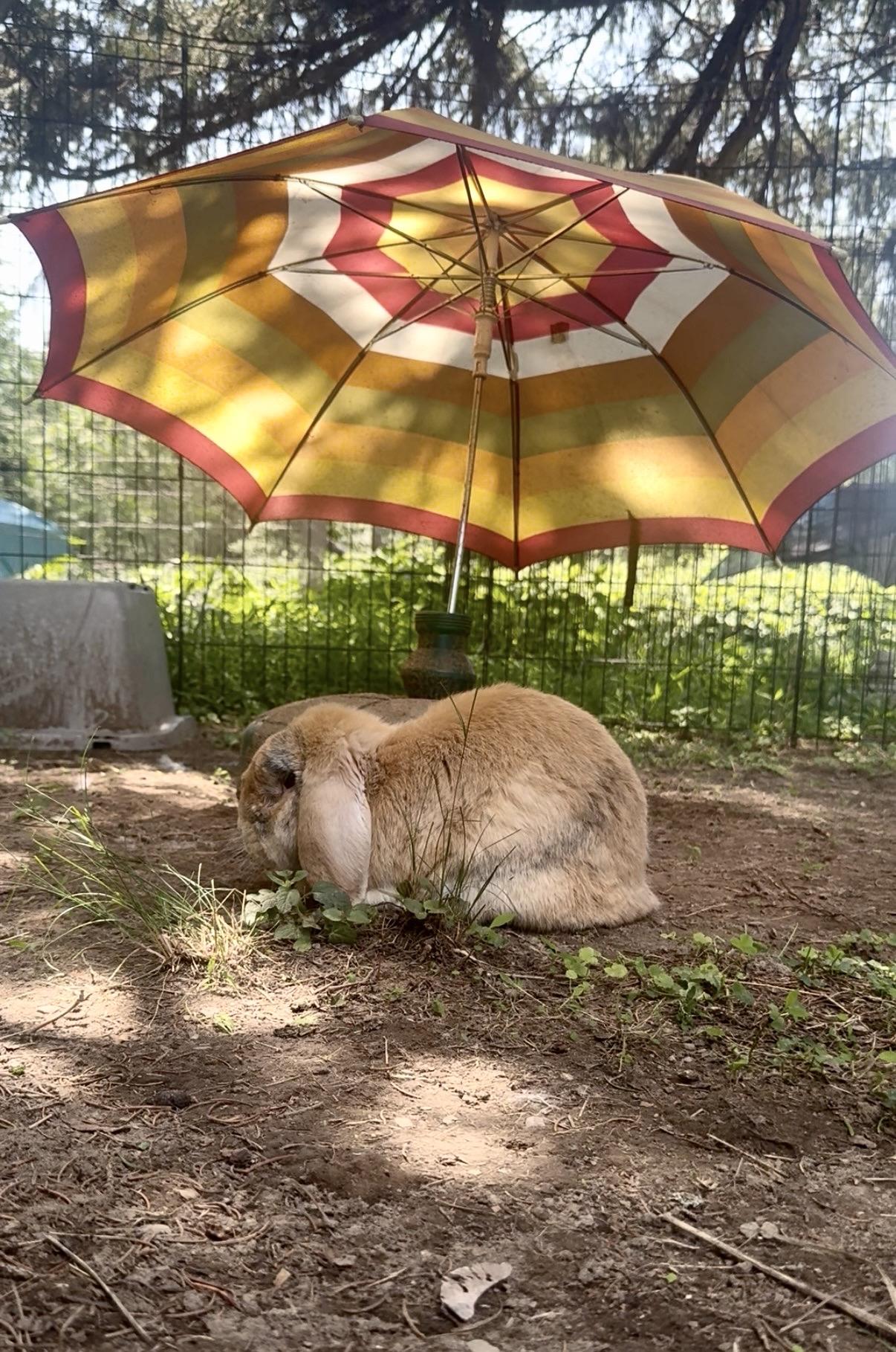 Stuffy, a ADOPTABLE Holland Lop in Salisbury Mills, NY image 3/3