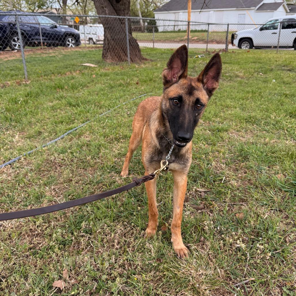 Enlarge Tovi, a Adoptable Belgian Shepherd / Malinois in Tulsa, OK image 1/6