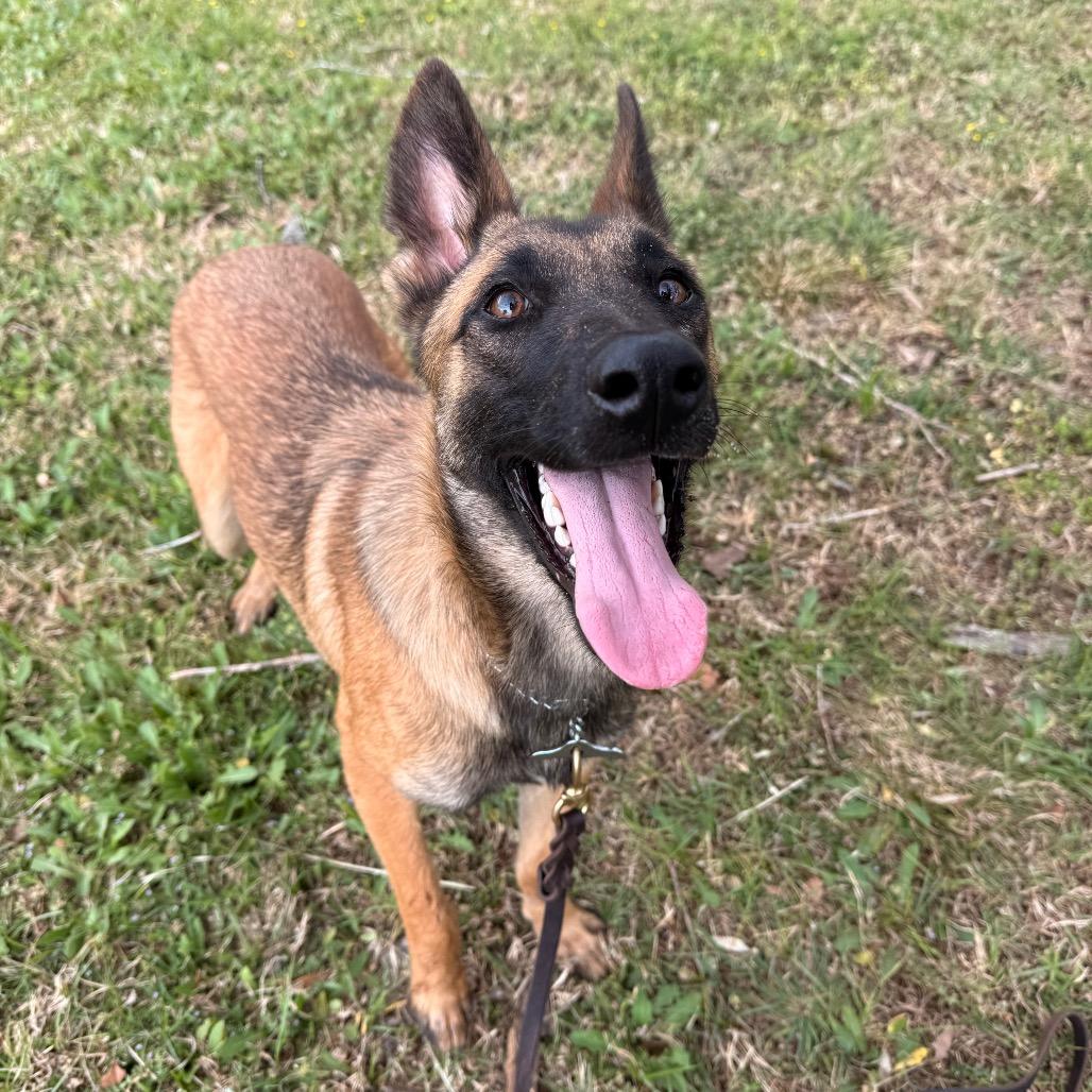 Enlarge Tovi, a Adoptable Belgian Shepherd / Malinois in Tulsa, OK image 2/6