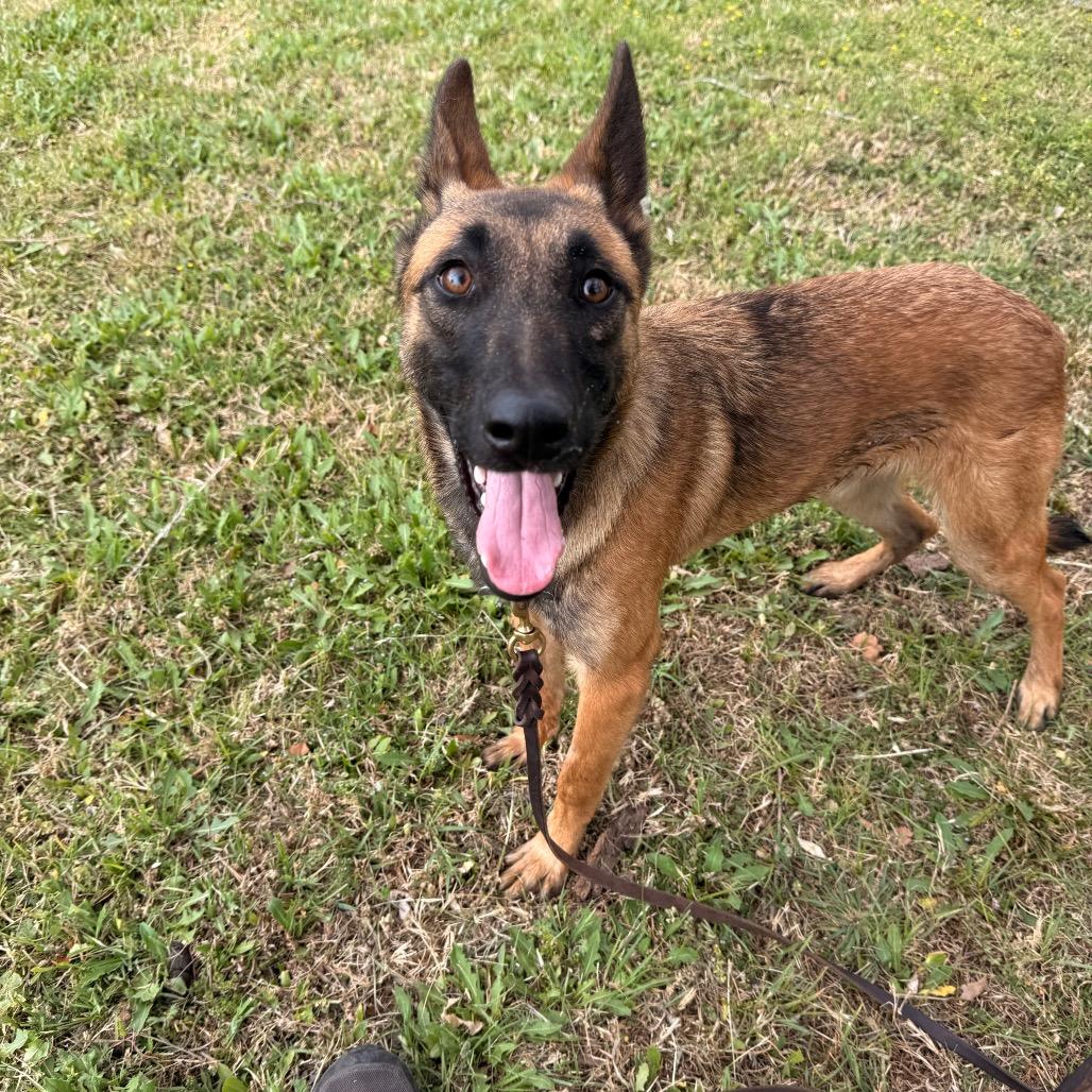 Enlarge Tovi, a Adoptable Belgian Shepherd / Malinois in Tulsa, OK image 3/6