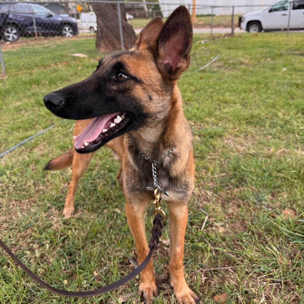 Enlarge Tovi, a Adoptable Belgian Shepherd / Malinois in Tulsa, OK image 4/6
