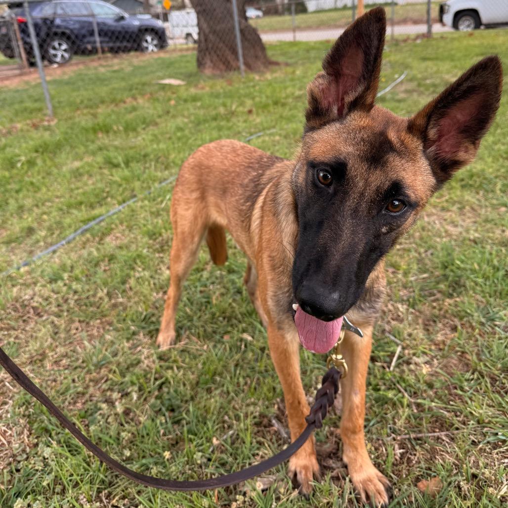Enlarge Tovi, a Adoptable Belgian Shepherd / Malinois in Tulsa, OK image 5/6