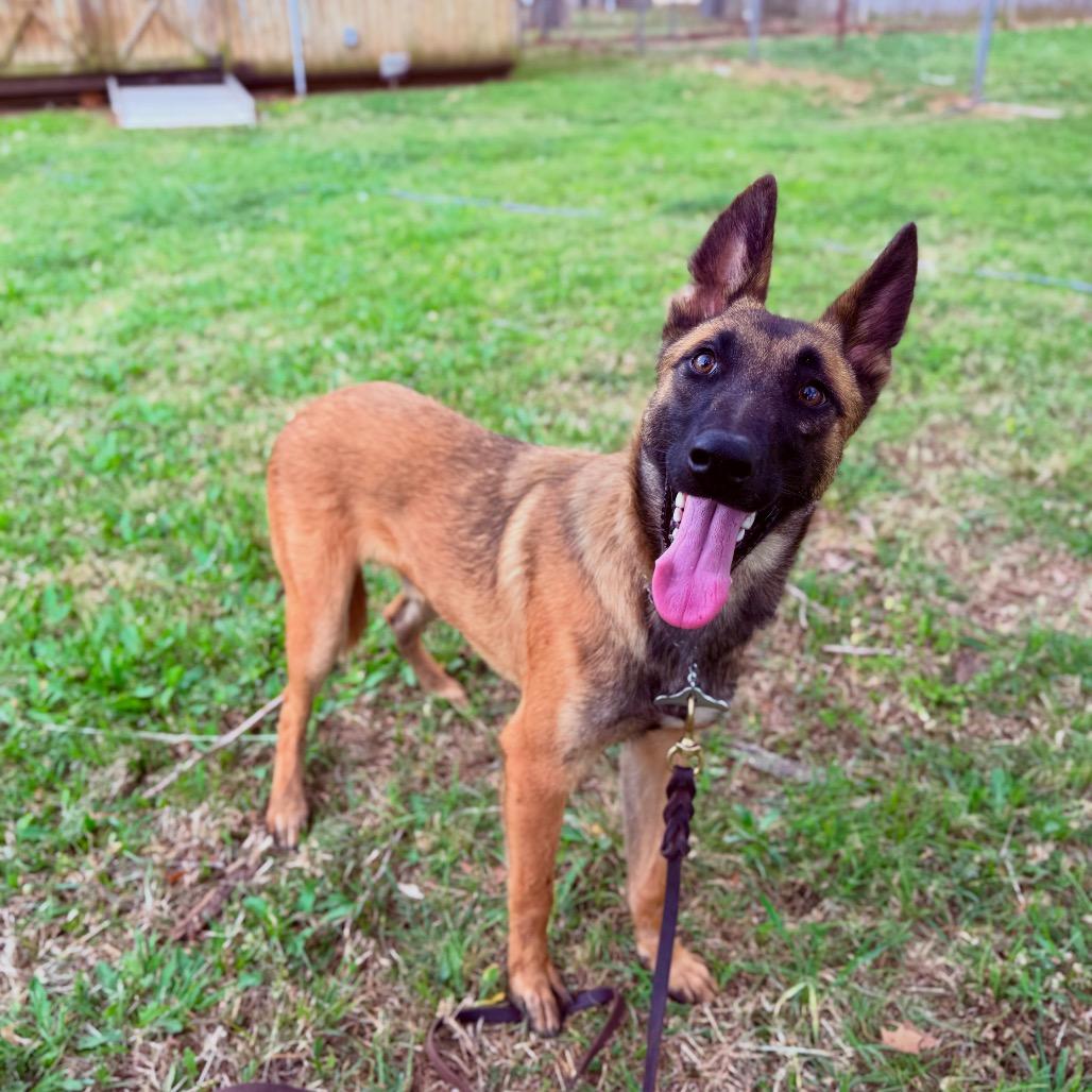 Enlarge Tovi, a Adoptable Belgian Shepherd / Malinois in Tulsa, OK image 6/6