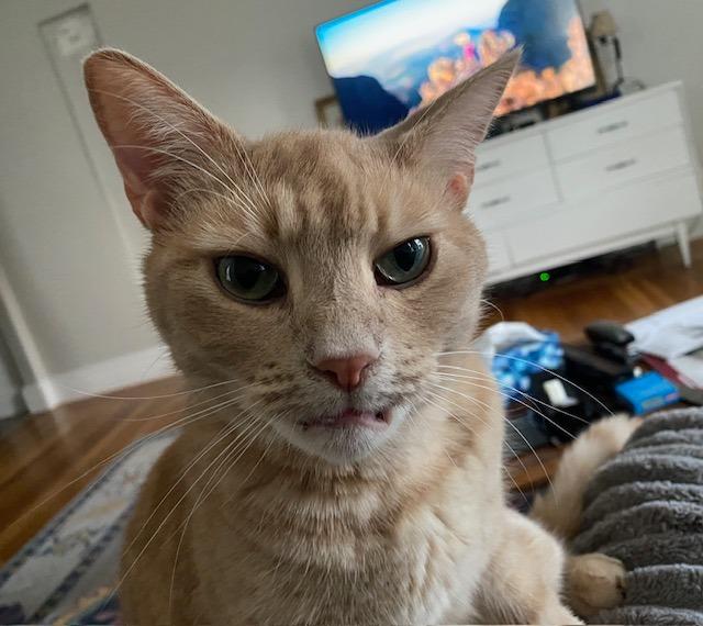 Lazlo, Adoptable, Adult Male Domestic Short Hair.