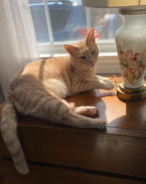 Lazlo, a Adoptable mixed breed in Pawtucket, RI image 5/6