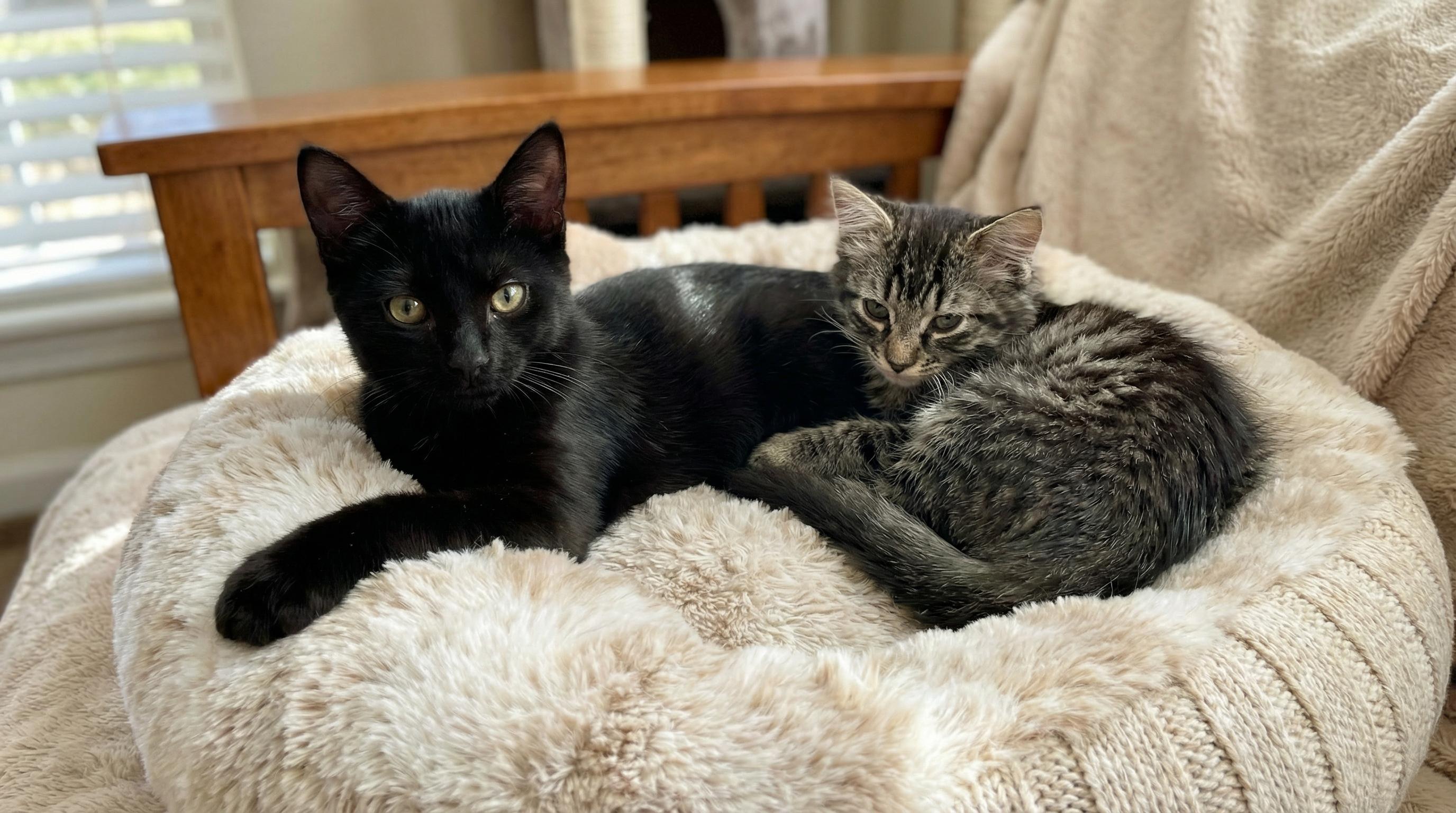Shadow & Ash, Adoptable, Young Male Domestic Short Hair & Bombay.