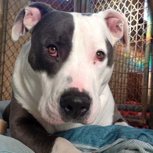 Titan, a ADOPTABLE American Bully in Saugerties, NY image 2/6