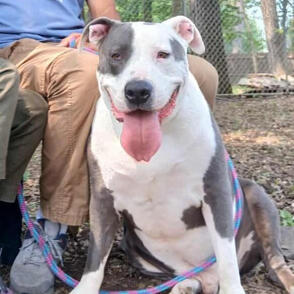 Titan, ADOPTABLE, Adult Male American Bully.