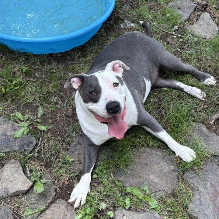 Titan, a ADOPTABLE American Bully in Saugerties, NY image 4/6