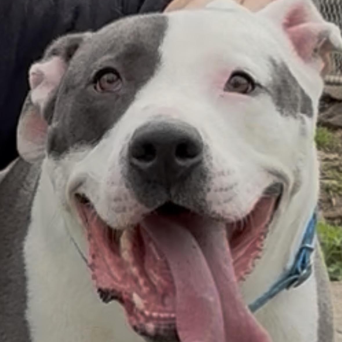 Titan, a ADOPTABLE American Bully in Saugerties, NY image 6/6