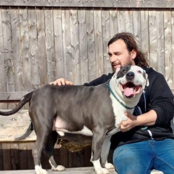 Titan, a ADOPTABLE American Bully in Saugerties, NY image 3/6