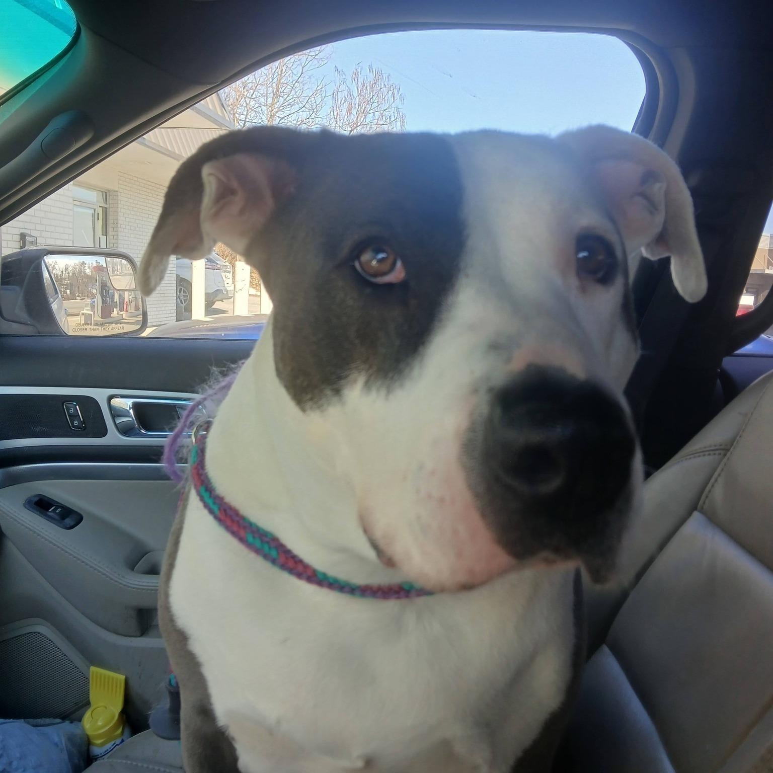 Titan, a ADOPTABLE American Bully in Saugerties, NY image 5/6