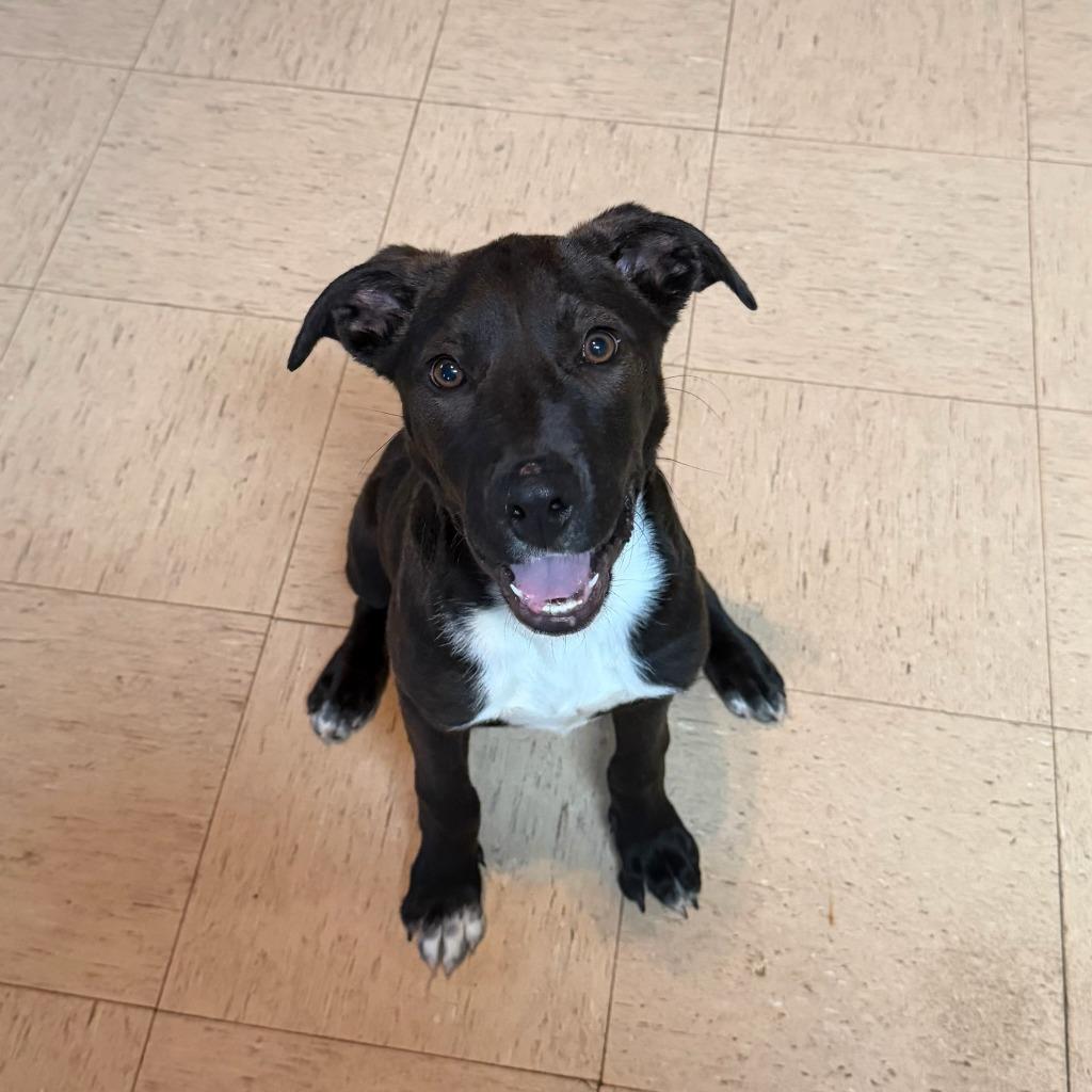 SCOOT, Adoptable, Puppy Male Labrador Retriever.