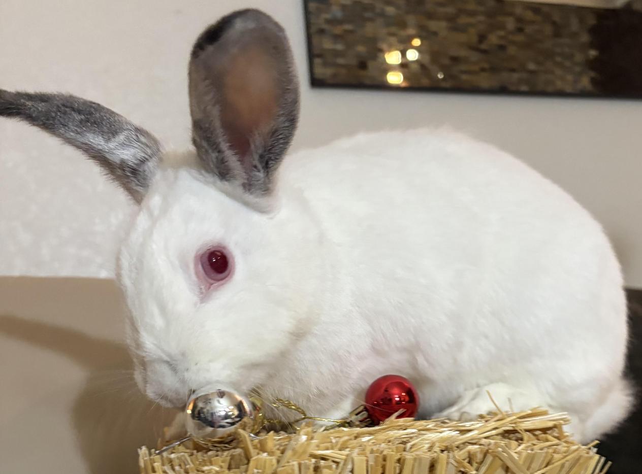 Enlarge Violet, a Adoptable Californian in Queen Creek, AZ image 1/1