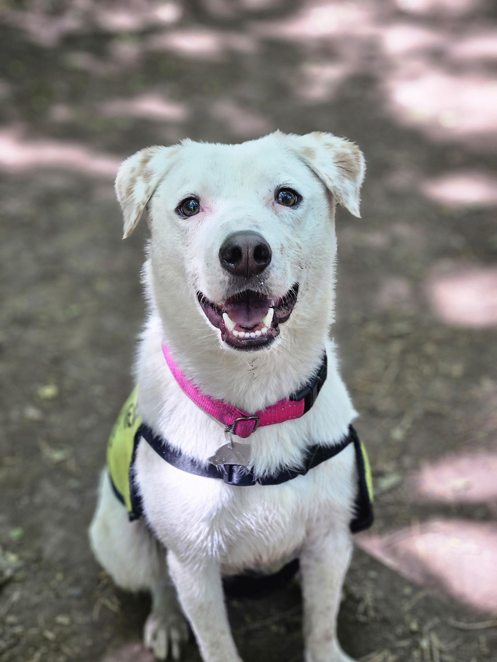 Enlarge Emerson, a Adopted mixed breed in Salt Lake City, UT image 1/3