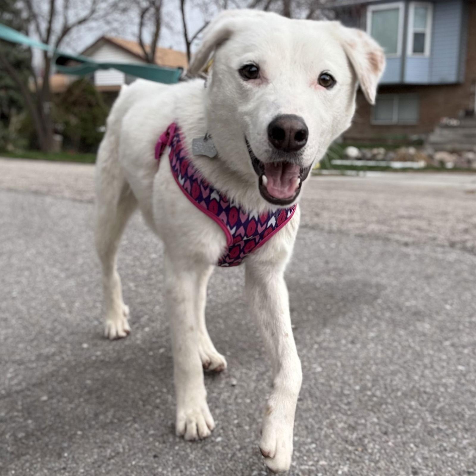 Enlarge Emerson, a Adopted mixed breed in Salt Lake City, UT image 2/3