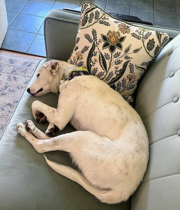 Enlarge Emerson, a Adopted mixed breed in Salt Lake City, UT image 3/3