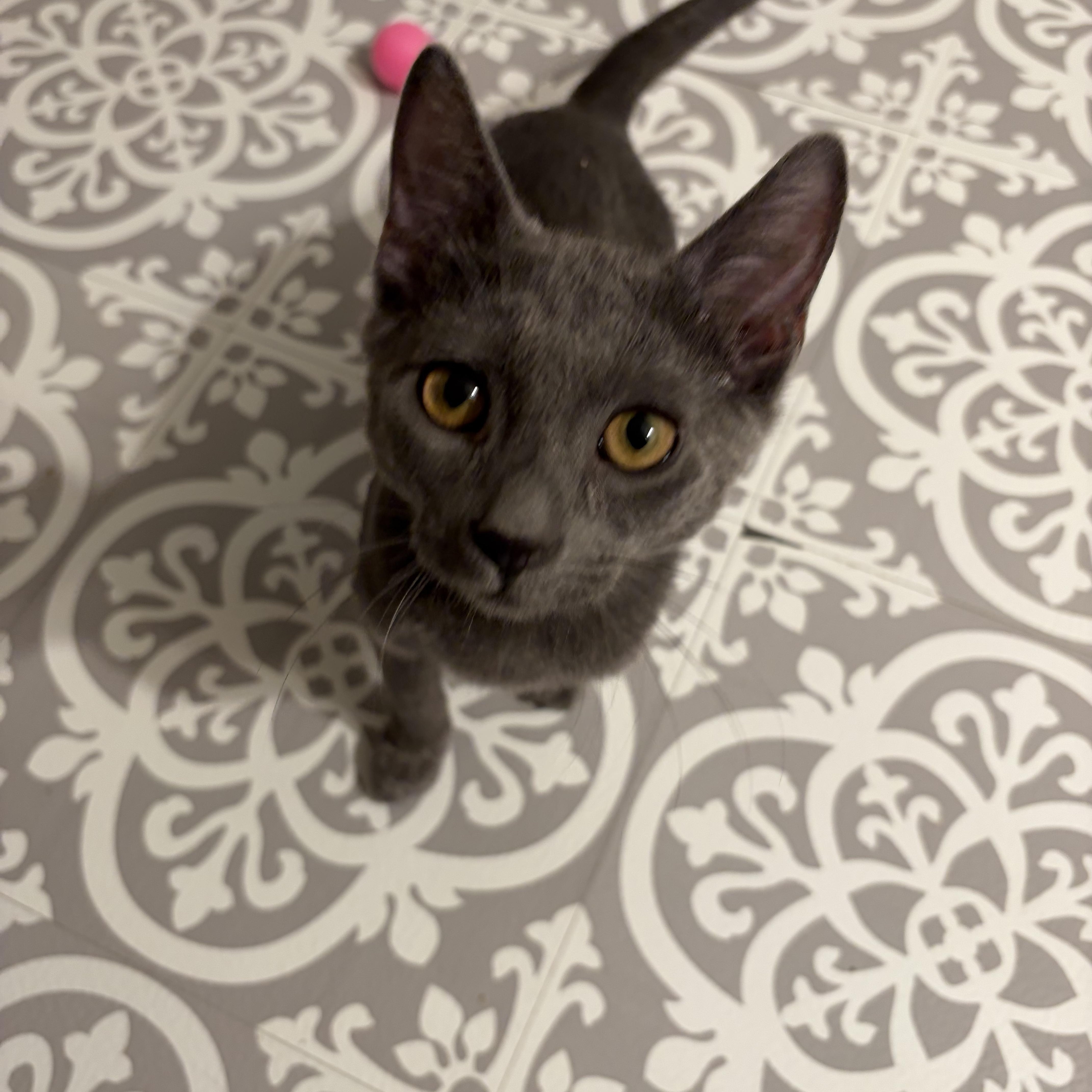 Enlarge Rachel, Ross & Chandler , an adopted Russian Blue in Madison, WI image 2/4