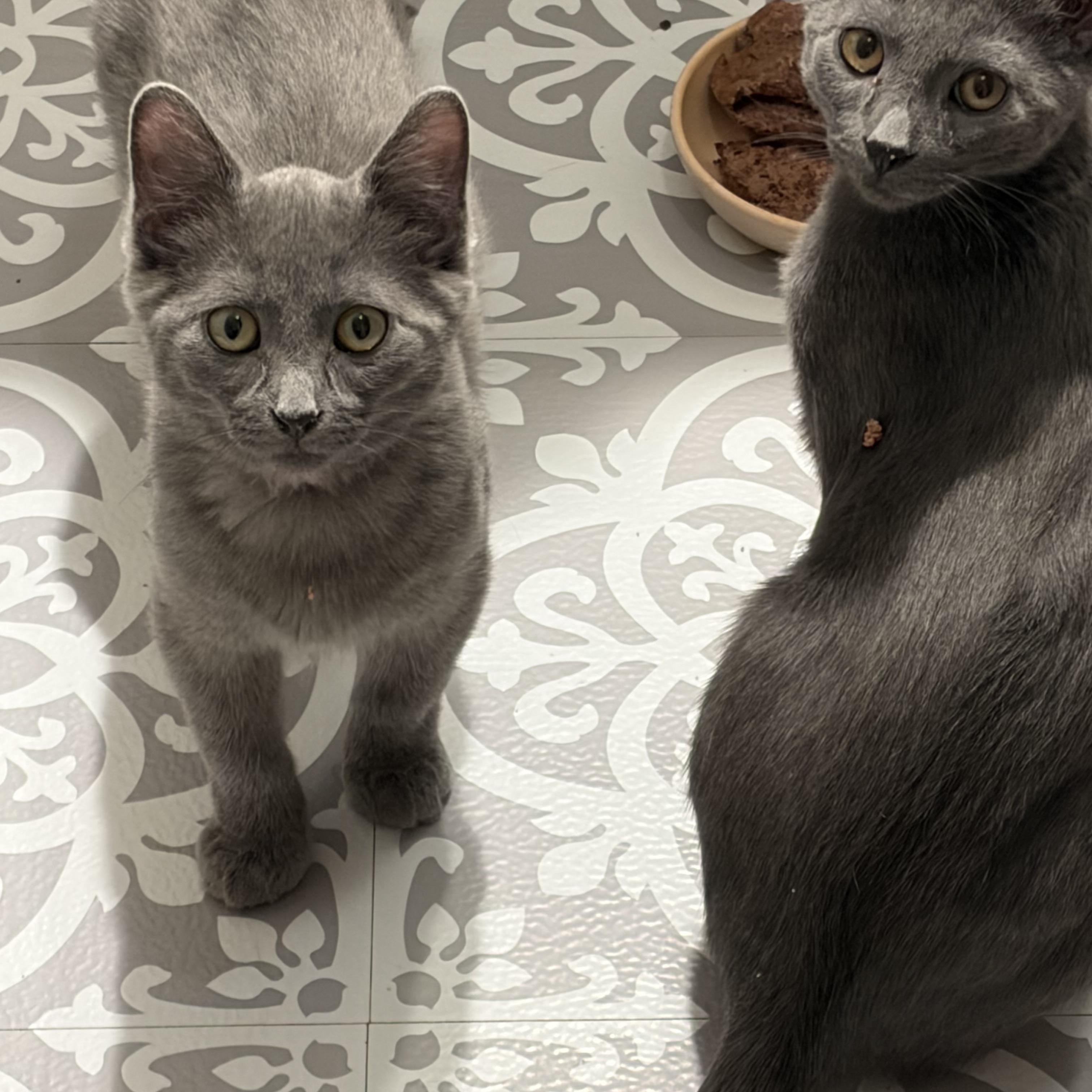 Enlarge Rachel, Ross & Chandler , an adopted Russian Blue in Madison, WI image 3/4