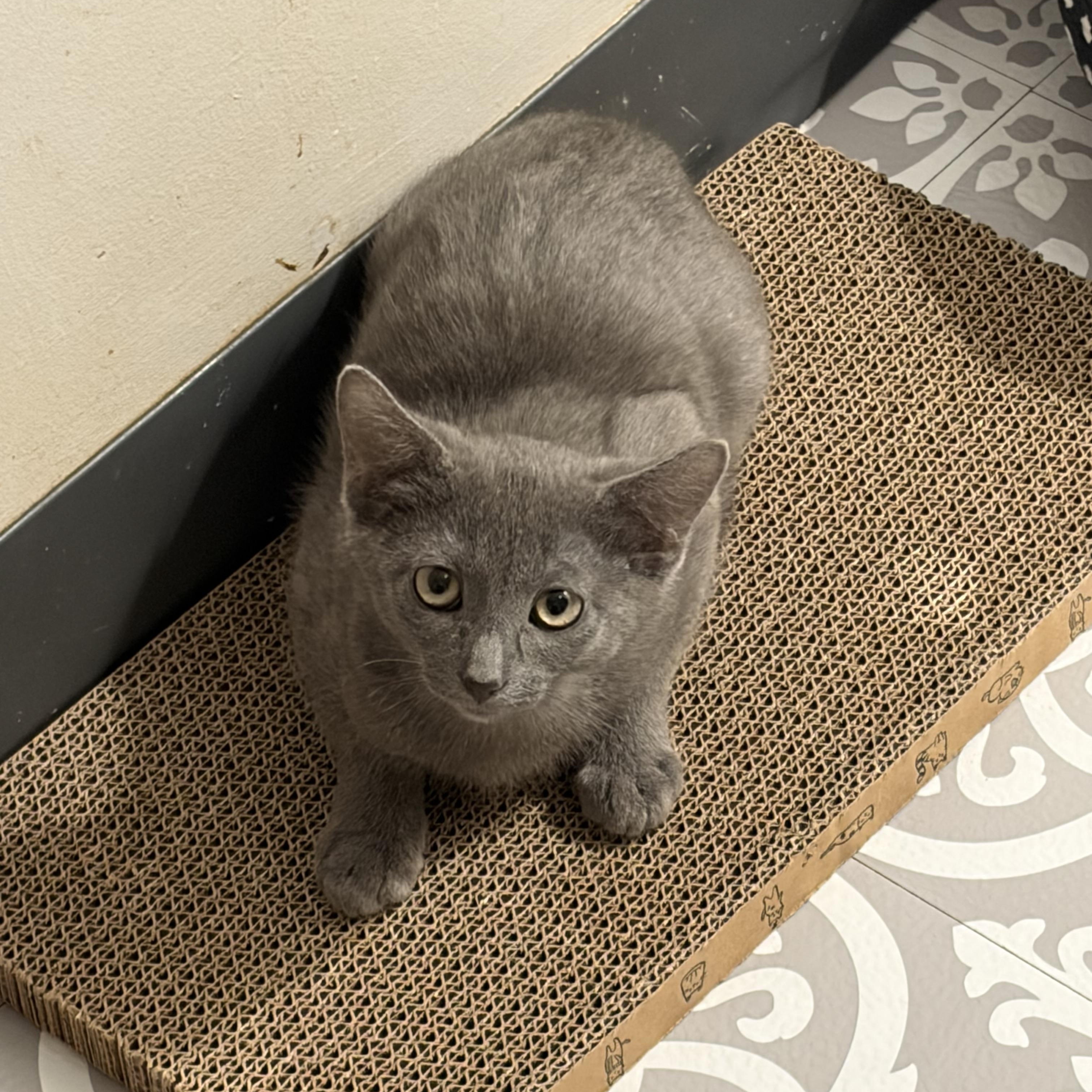 Enlarge Rachel, Ross & Chandler , an adopted Russian Blue in Madison, WI image 4/4
