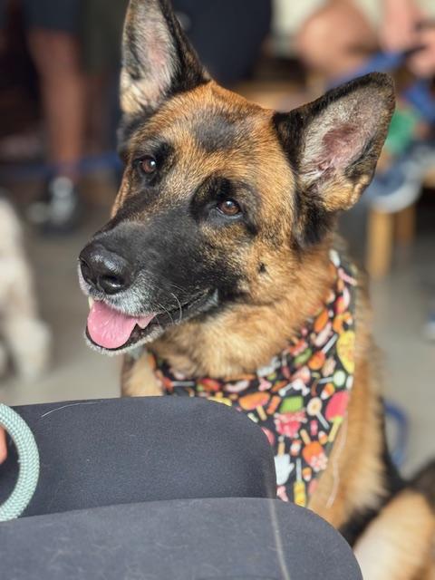 Nova, a Adoptable German Shepherd Dog in Miami, FL image 1/6