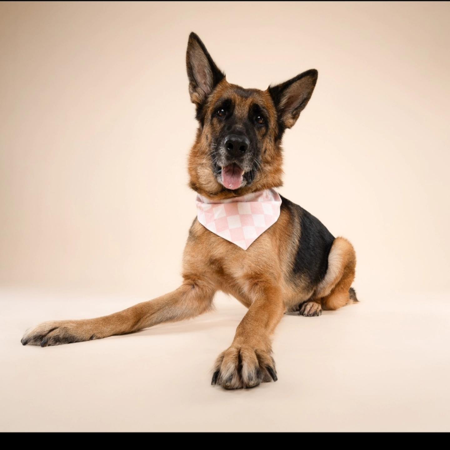 Nova, a Adoptable German Shepherd Dog in Miami, FL image 6/6