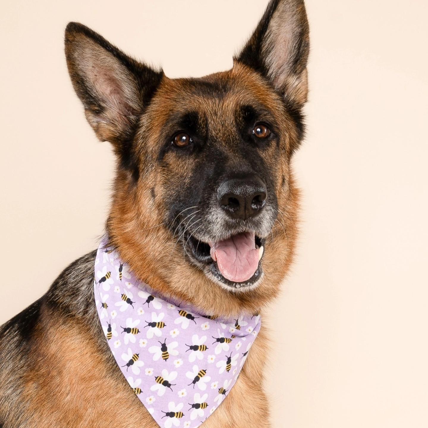 Nova, Adoptable, Adult Female German Shepherd Dog.