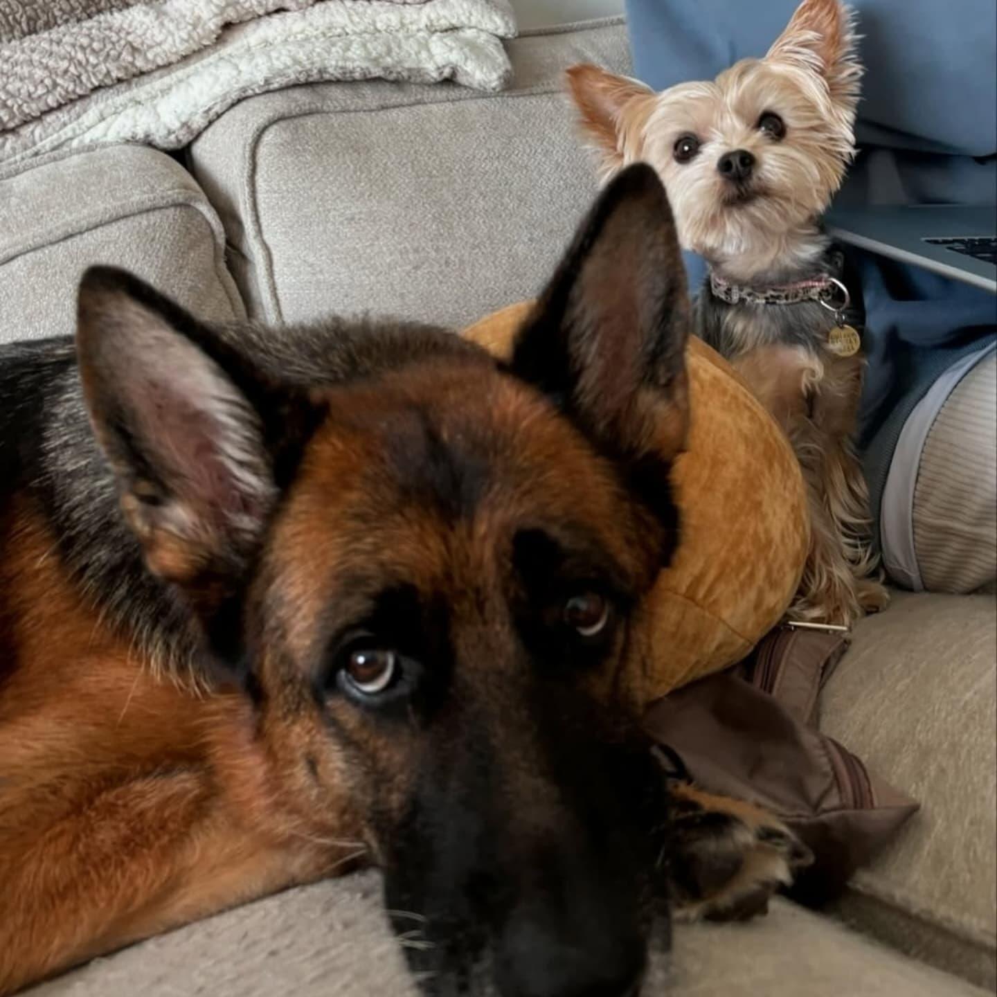 Nova, a Adoptable German Shepherd Dog in Miami, FL image 5/6