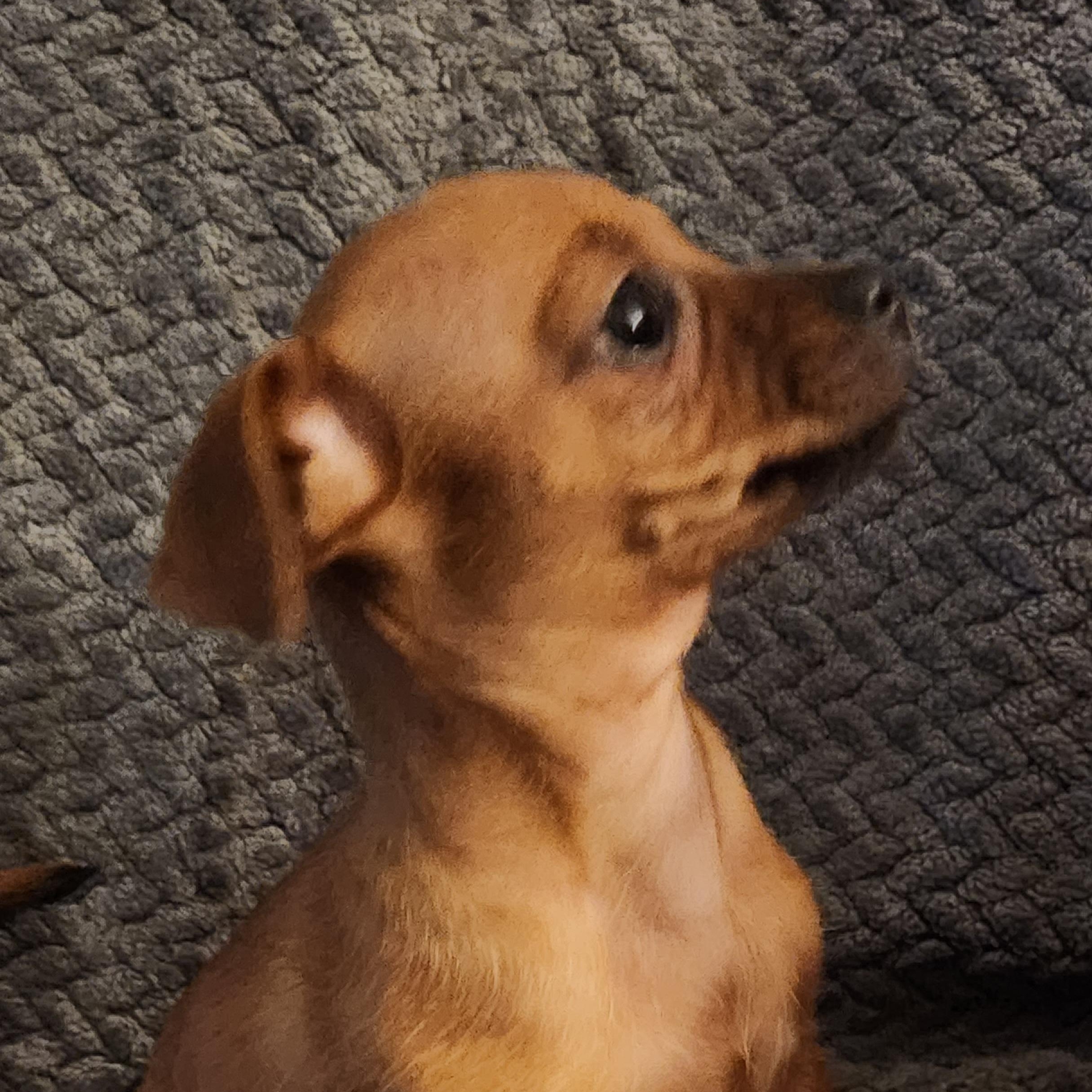 Piper, adopted, Puppy Female Chiweenie.