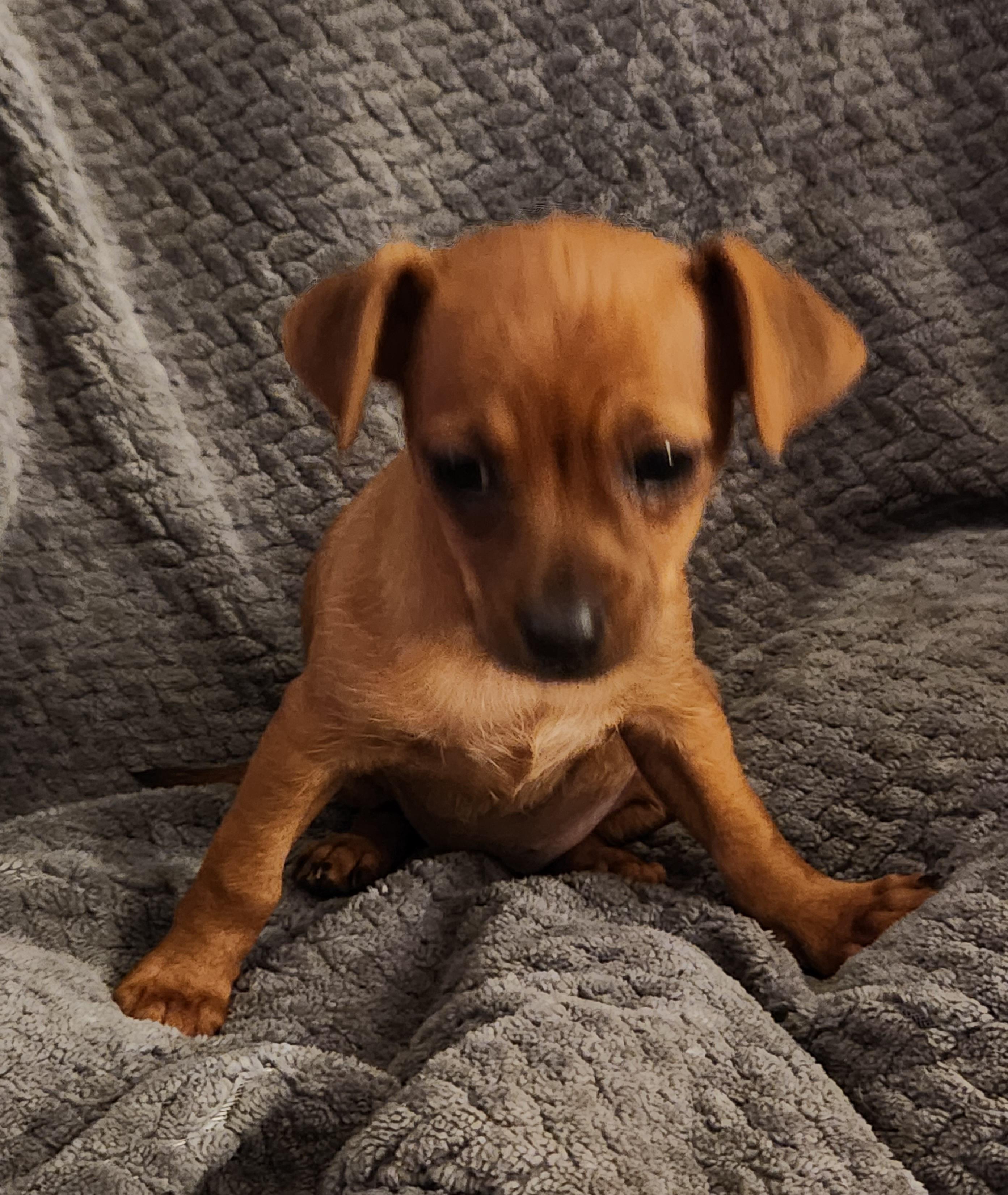 Enlarge Piper, an adopted Chiweenie in Flintstone, GA image 4/4