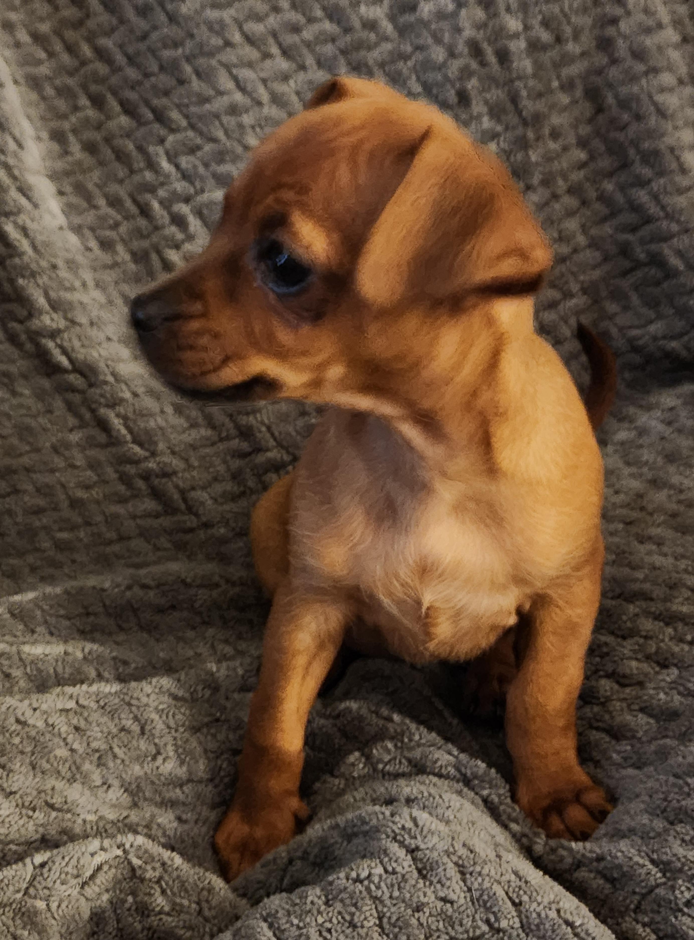 Enlarge Piper, an adopted Chiweenie in Flintstone, GA image 3/4