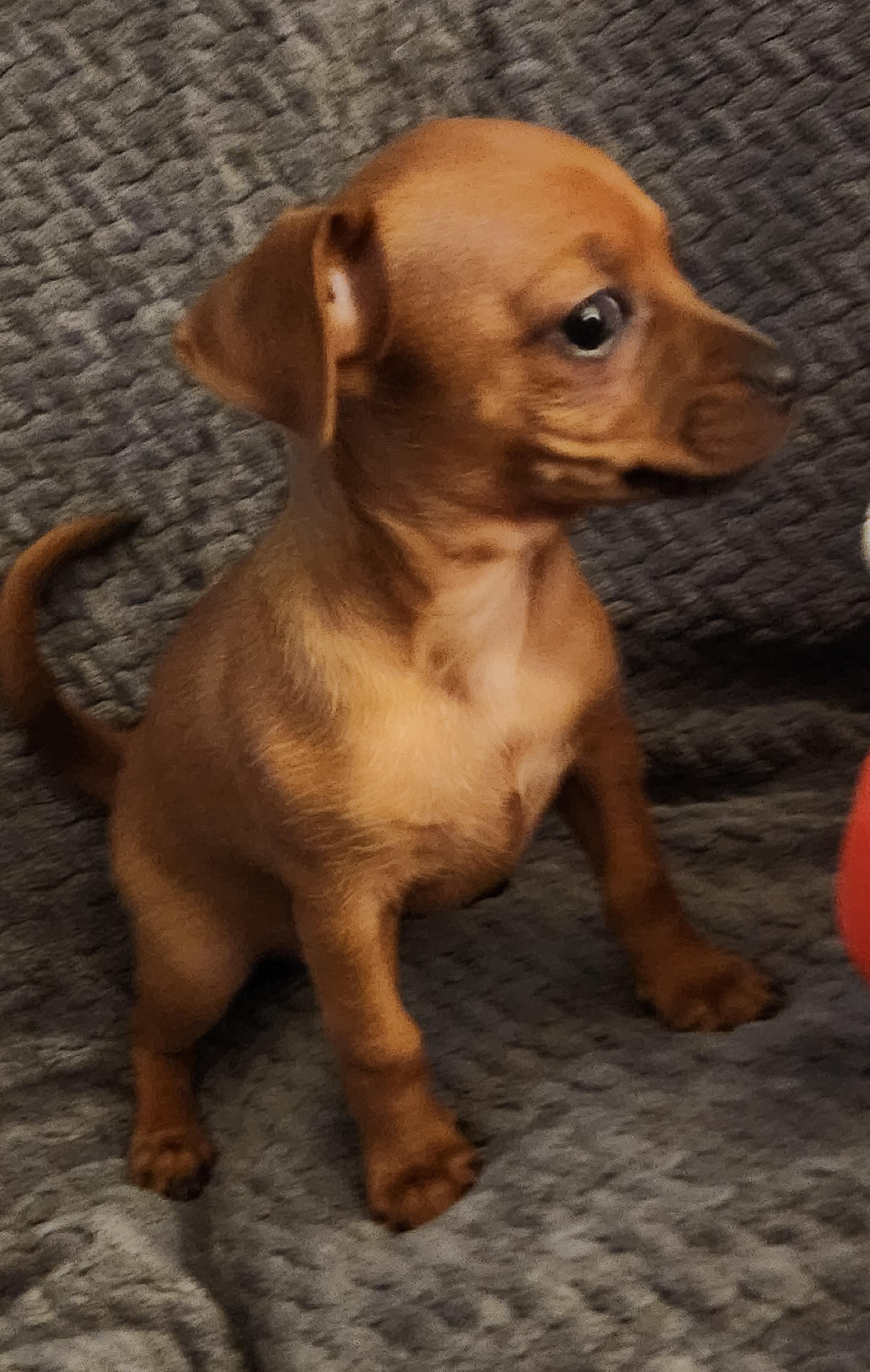 Enlarge Piper, an adopted Chiweenie in Flintstone, GA image 2/4