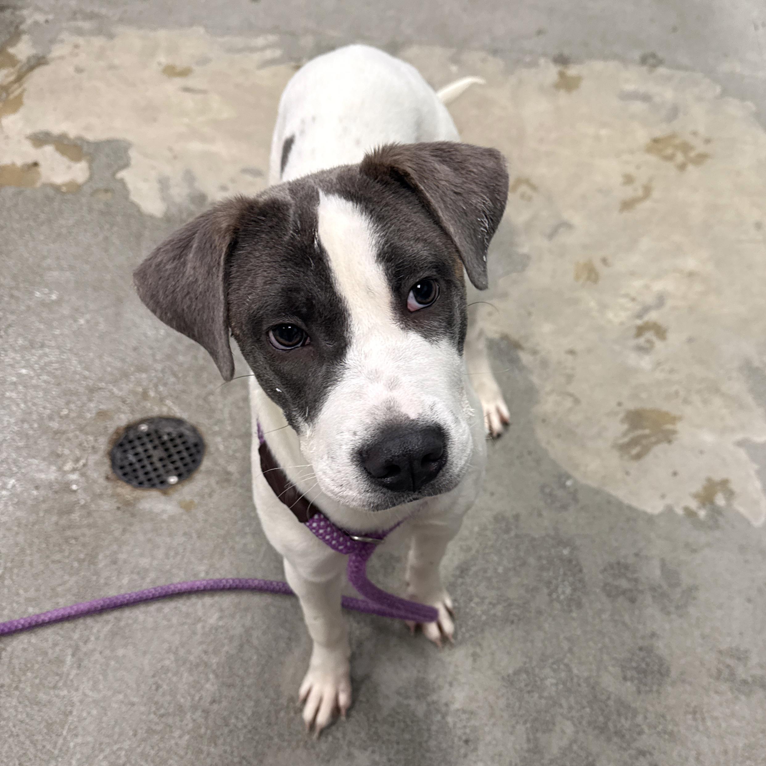 Enlarge Mila, an adopted Mixed Breed in Urbana, IL image 1/2