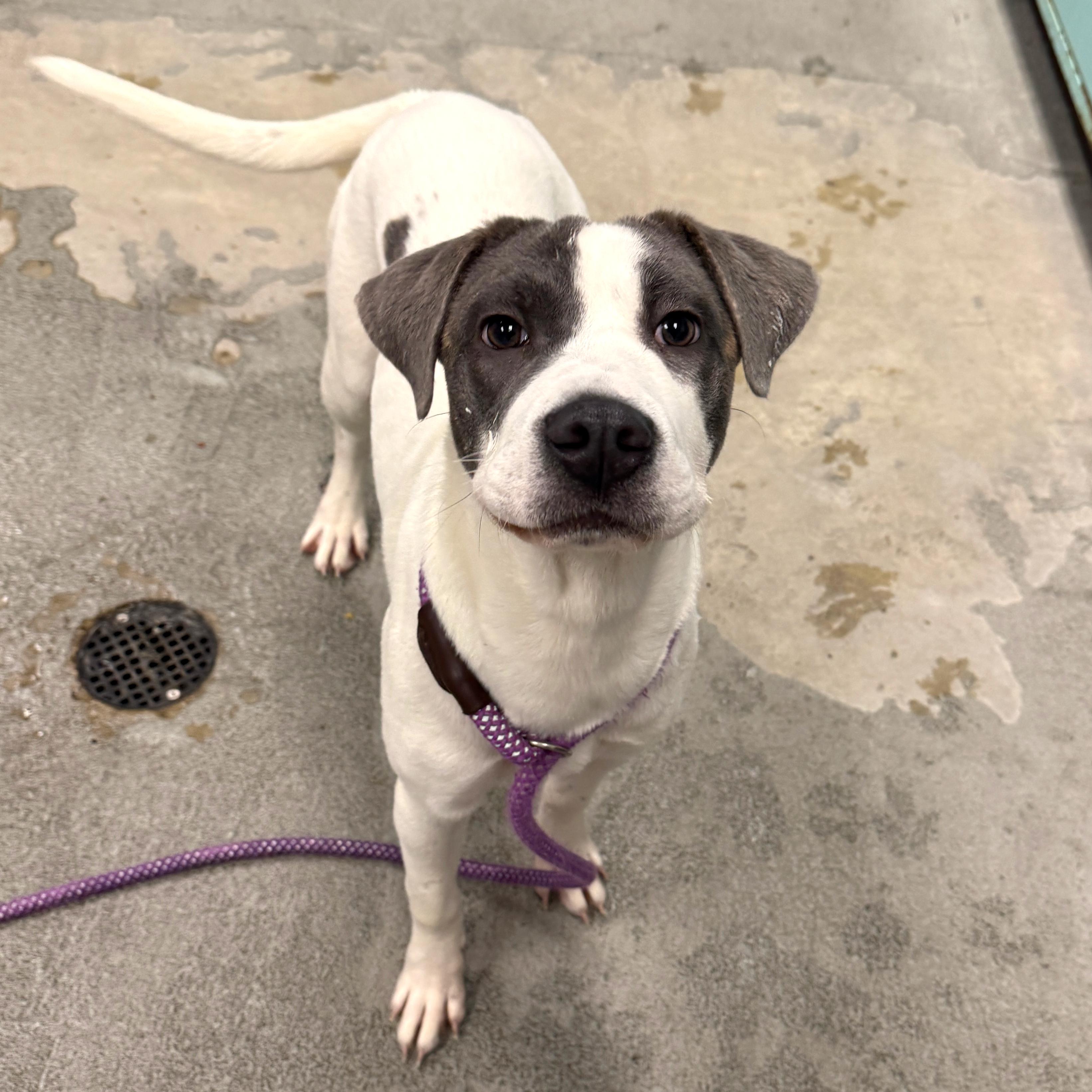 Enlarge Mila, an adopted Mixed Breed in Urbana, IL image 2/2