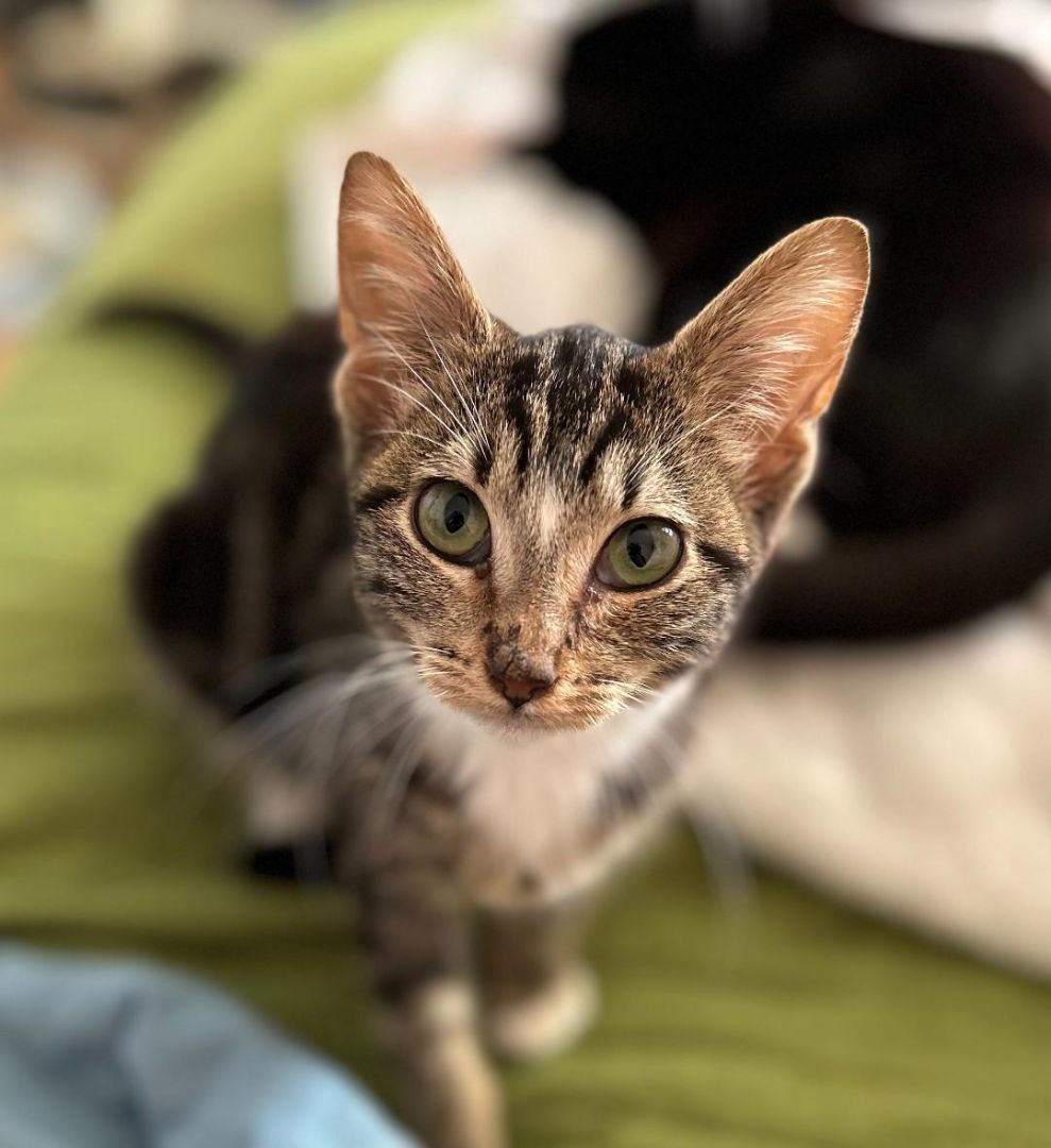 Sabrina, a Adoptable Domestic Short Hair in Sayreville, NJ image 2/4