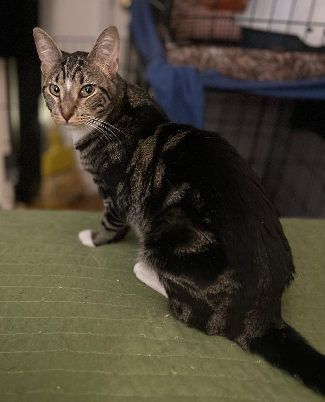 Sabrina, a Adoptable Domestic Short Hair in Sayreville, NJ image 4/4